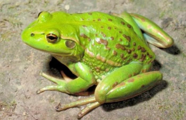 Tìm hiểu khi mơ thấy ếch mang lại ý nghĩa nào?